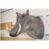 Image 2 : WARTHOG Shoulder Mount with Big Tusks