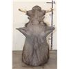 Image 8 : WARTHOG Shoulder Mount with Big Tusks