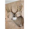 Image 1 : Big 19-Point WHITETAIL DEER Shoulder Mount