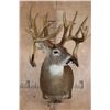 Image 2 : Big 19-Point WHITETAIL DEER Shoulder Mount