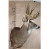 Image 3 : Big 19-Point WHITETAIL DEER Shoulder Mount