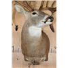 Image 4 : Big 19-Point WHITETAIL DEER Shoulder Mount