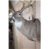 Image 5 : Big 19-Point WHITETAIL DEER Shoulder Mount