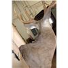 Image 6 : Big 19-Point WHITETAIL DEER Shoulder Mount