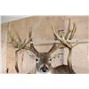 Image 7 : Big 19-Point WHITETAIL DEER Shoulder Mount