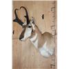 Image 2 : PRONGHORN Shoulder Mount