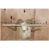 Image 10 : Texas DALL SHEEP Shoulder Mount