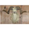 Image 1 : Texas DALL SHEEP Shoulder Mount