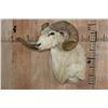 Image 2 : Texas DALL SHEEP Shoulder Mount