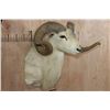 Image 3 : Texas DALL SHEEP Shoulder Mount