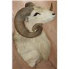 Image 4 : Texas DALL SHEEP Shoulder Mount