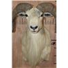 Image 5 : Texas DALL SHEEP Shoulder Mount