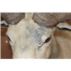 Image 6 : Texas DALL SHEEP Shoulder Mount