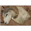 Image 7 : Texas DALL SHEEP Shoulder Mount