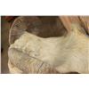 Image 9 : Texas DALL SHEEP Shoulder Mount