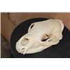 Image 2 : BLACK BEAR Skull with All its Teeth and a Removable Jaw