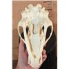Image 8 : BLACK BEAR Skull with All its Teeth and a Removable Jaw