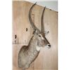 Image 2 : Trophy Size WATERBUCK Shoulder Mount