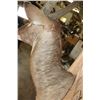 Image 8 : Trophy Size WATERBUCK Shoulder Mount