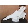 Image 2 : Reproduction Baby GIRAFFE Upper Skull