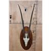 Image 2 : *TEXAS RESIDENTS ONLY* SCIMITAR HORNED ORYX Skull on a Wood Plaque
