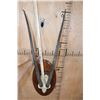 Image 8 : *TEXAS RESIDENTS ONLY* SCIMITAR HORNED ORYX Skull on a Wood Plaque