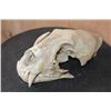 Image 2 : *TEXAS RESIDENTS ONLY* LEOPARD Skull