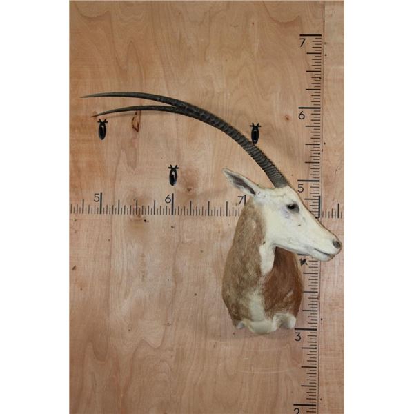 *TEXAS RESIDENTS ONLY* SCIMITAR HORNED ORXY Shoulder Mount