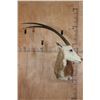 Image 1 : *TEXAS RESIDENTS ONLY* SCIMITAR HORNED ORXY Shoulder Mount