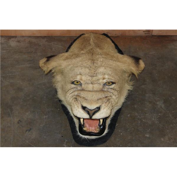 *TEXAS RESIDENTS ONLY* Big AFRICAN LIONESS Head Mounted on Felt