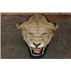 Image 1 : *TEXAS RESIDENTS ONLY* Big AFRICAN LIONESS Head Mounted on Felt