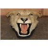 Image 2 : *TEXAS RESIDENTS ONLY* Big AFRICAN LIONESS Head Mounted on Felt