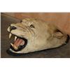 Image 3 : *TEXAS RESIDENTS ONLY* Big AFRICAN LIONESS Head Mounted on Felt