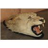 Image 4 : *TEXAS RESIDENTS ONLY* Big AFRICAN LIONESS Head Mounted on Felt