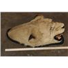 Image 5 : *TEXAS RESIDENTS ONLY* Big AFRICAN LIONESS Head Mounted on Felt