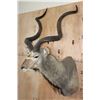 Image 4 : James K. Cloward's 1991 "Second Award" Winning Southern Greater KUDU  Shoulder Mount with the SCI
