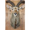 Image 7 : James K. Cloward's 1991 "Second Award" Winning Southern Greater KUDU  Shoulder Mount with the SCI