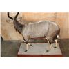 Image 10 : XL Trophy Sized NYALA on a Wood Base