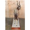 Image 11 : XL Trophy Sized NYALA on a Wood Base
