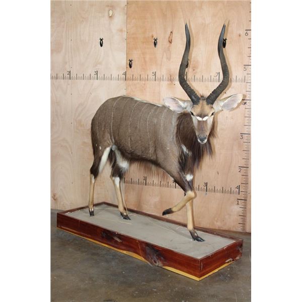 XL Trophy Sized NYALA on a Wood Base