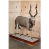 Image 1 : XL Trophy Sized NYALA on a Wood Base