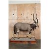 Image 2 : XL Trophy Sized NYALA on a Wood Base