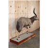 Image 3 : XL Trophy Sized NYALA on a Wood Base
