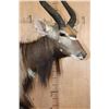 Image 4 : XL Trophy Sized NYALA on a Wood Base