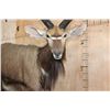 Image 5 : XL Trophy Sized NYALA on a Wood Base