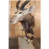 Image 6 : XL Trophy Sized NYALA on a Wood Base