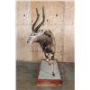 Image 7 : XL Trophy Sized NYALA on a Wood Base