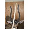 Image 8 : XL Trophy Sized NYALA on a Wood Base