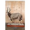 Image 9 : XL Trophy Sized NYALA on a Wood Base