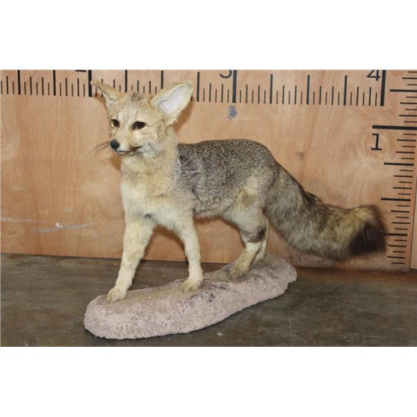Life-sized CAPE FOX or Silver-Backed FOX Native to Africa on a Rocky Base